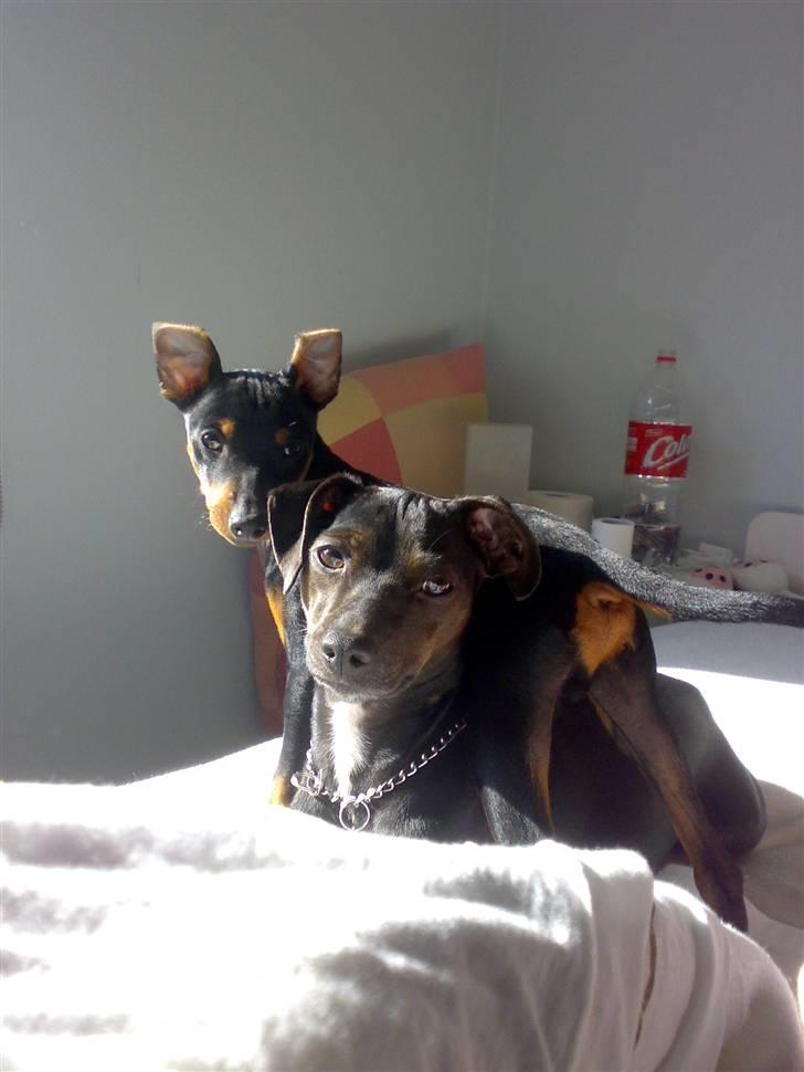 Dvaergpinscher Vedhauges Zhiro billede 11