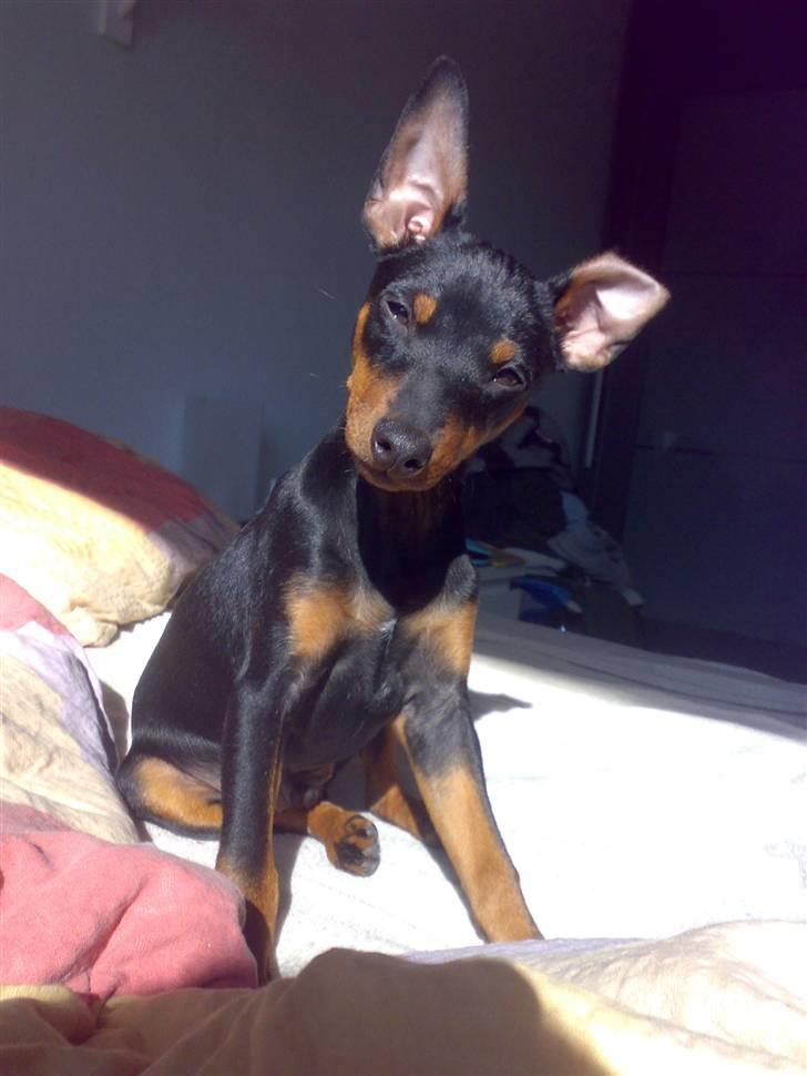Dvaergpinscher Vedhauges Zhiro billede 12