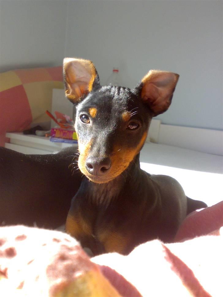 Dvaergpinscher Vedhauges Zhiro billede 13