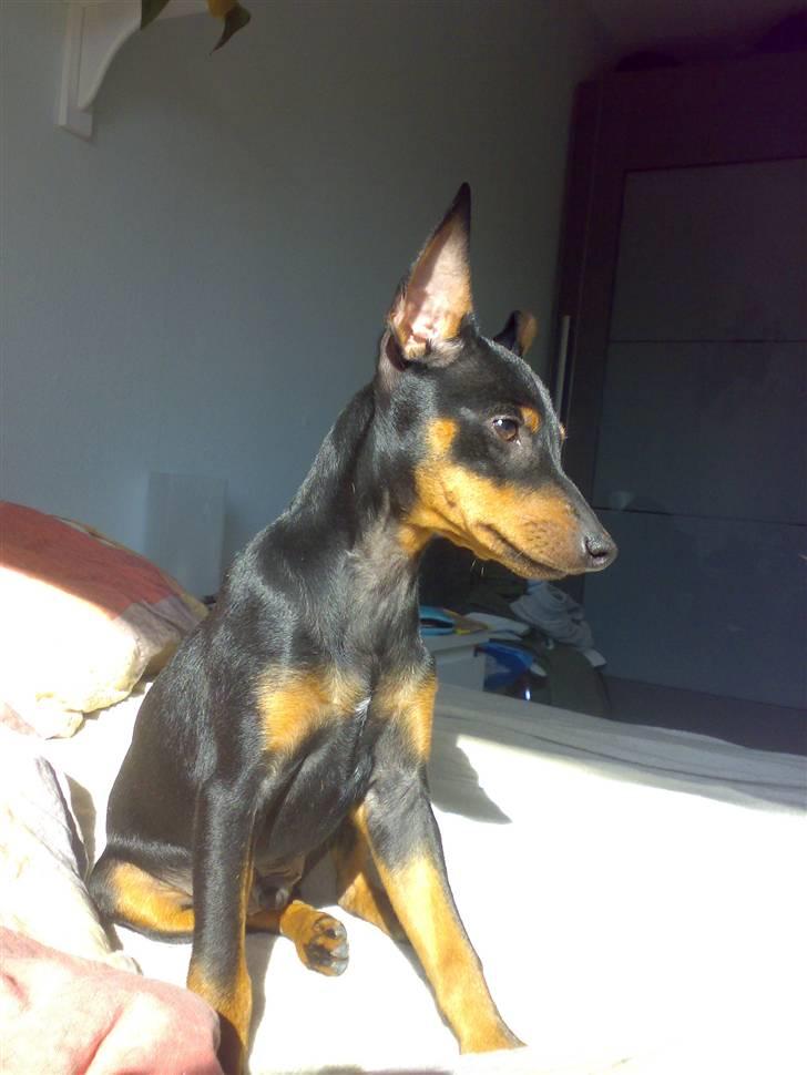 Dvaergpinscher Vedhauges Zhiro billede 14