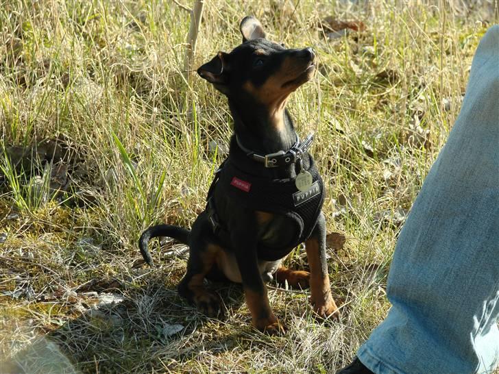 Dvaergpinscher Vedhauges Zhiro billede 15