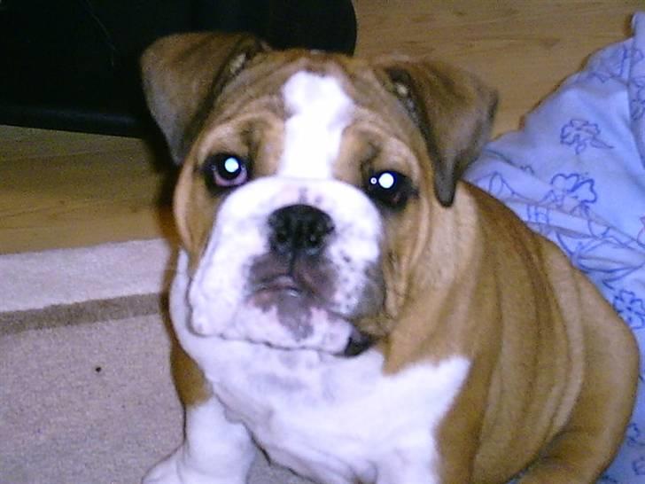 Engelsk bulldog Archie billede 7