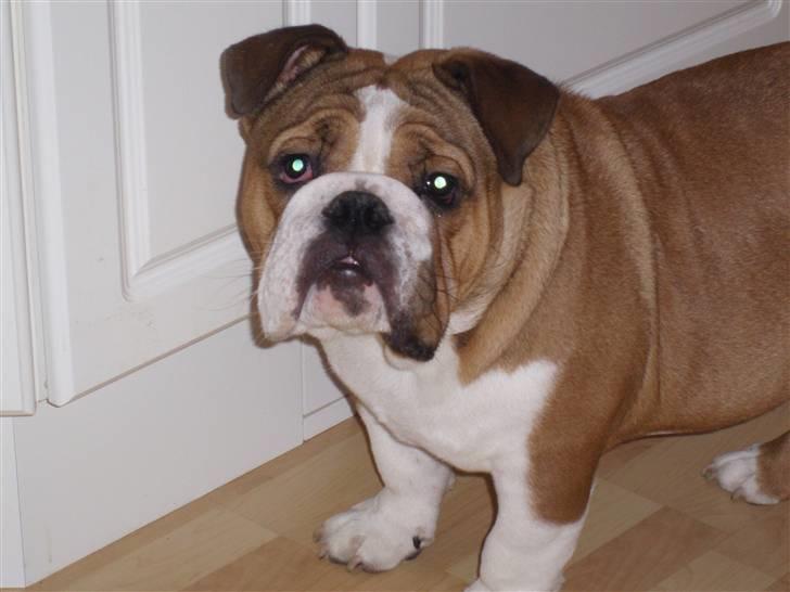 Engelsk bulldog Archie billede 8