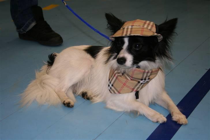 Papillon Axa's kejser - Hehe med på moden billede 6