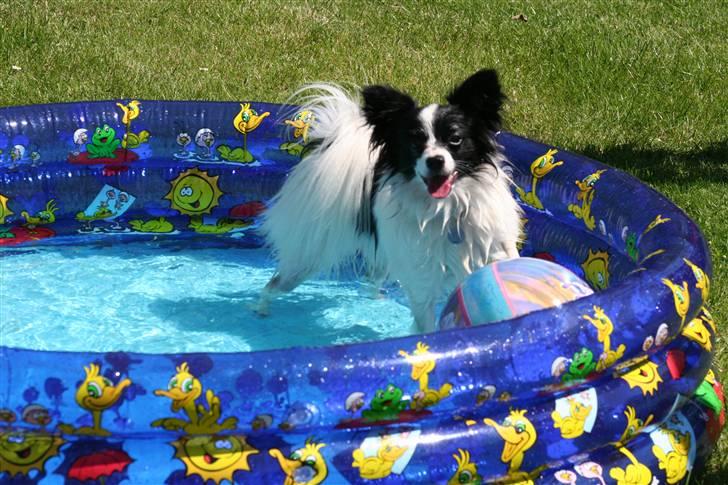 Papillon Axa's kejser - gider i godt gå jeg bader altså... jeg kommer heller ikke ud til jer når i bader vel altså... hehe  billede 8