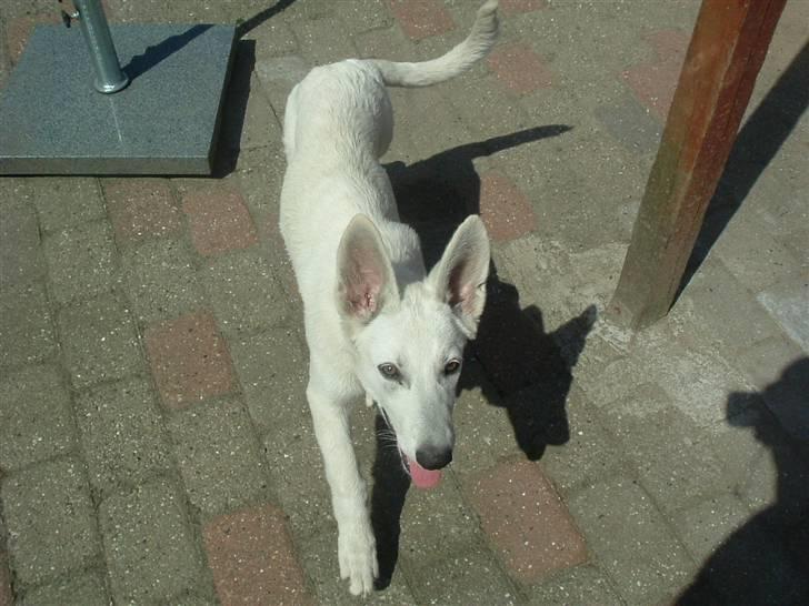 Hvid schæfer Gucci død r.i.p savnet - jeg kommer nu billede 5