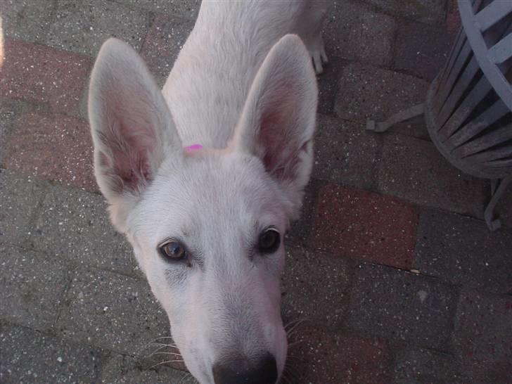 Hvid schæfer Gucci død r.i.p savnet - Hvad er det for noget du har foran dit hovede billede 6