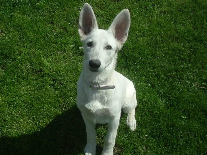 Hvid schæfer Gucci død r.i.p savnet billede 7