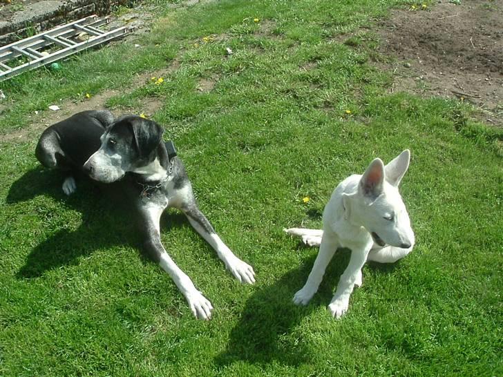 Hvid schæfer Gucci død r.i.p savnet - Bedste venner billede 8