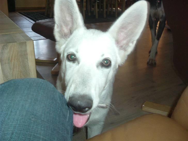 Hvid schæfer Gucci død r.i.p savnet billede 9