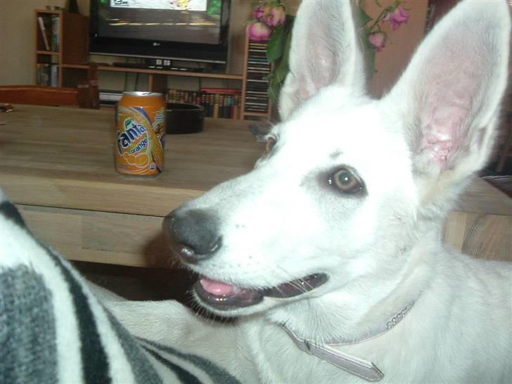 Hvid schæfer Gucci død r.i.p savnet - Må jeg ikk nok komme op i sofaen billede 10