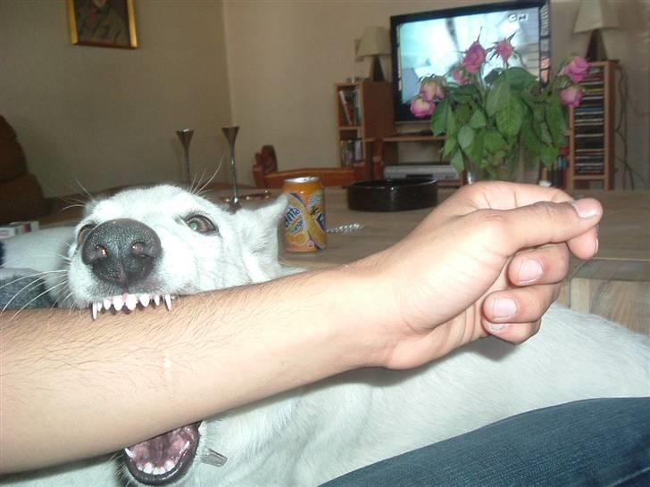 Hvid schæfer Gucci død r.i.p savnet - Grimme arm billede 11