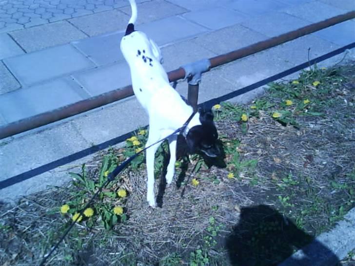 Dansk svensk gaardhund Kvik *R.I.P* min baby:´( billede 2