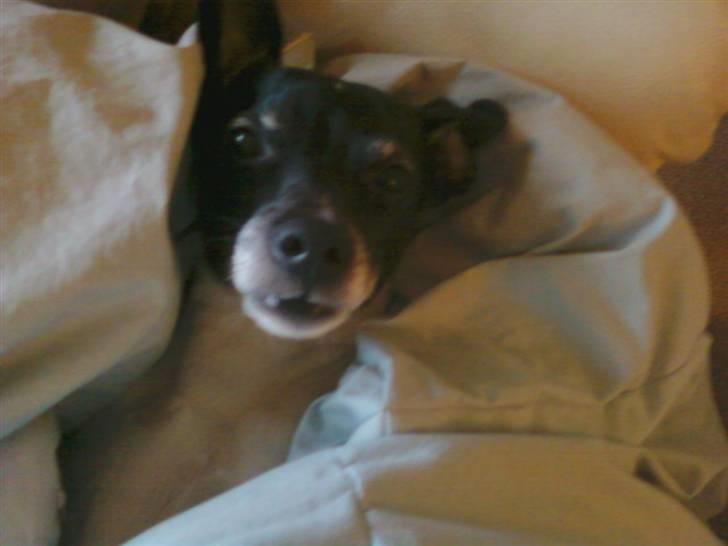 Dansk svensk gaardhund Kvik *R.I.P* min baby:´( billede 3