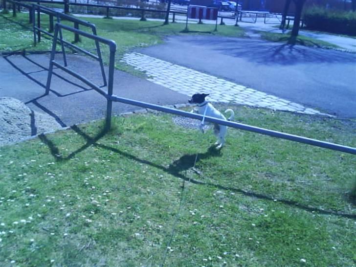 Dansk svensk gaardhund Kvik *R.I.P* min baby:´( billede 4