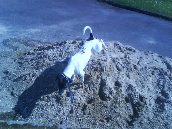 Dansk svensk gaardhund Kvik *R.I.P* min baby:´( billede 5