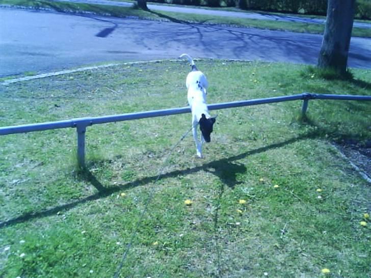 Dansk svensk gaardhund Kvik *R.I.P* min baby:´( billede 6