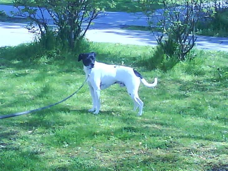 Dansk svensk gaardhund Kvik *R.I.P* min baby:´( billede 7