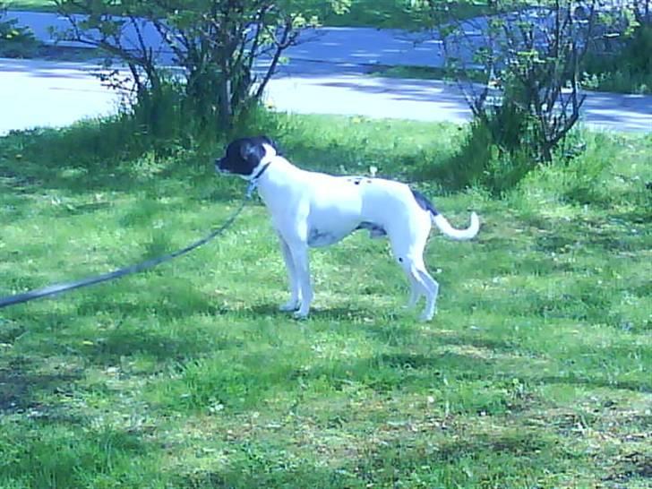 Dansk svensk gaardhund Kvik *R.I.P* min baby:´( billede 8