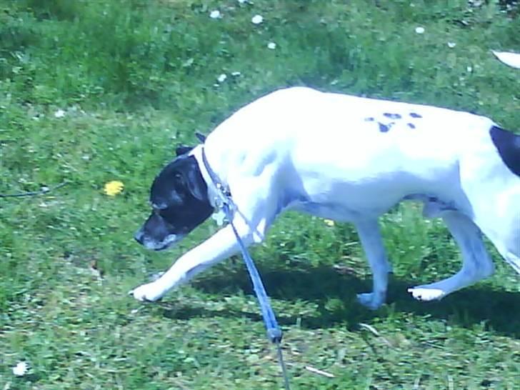 Dansk svensk gaardhund Kvik *R.I.P* min baby:´( billede 9