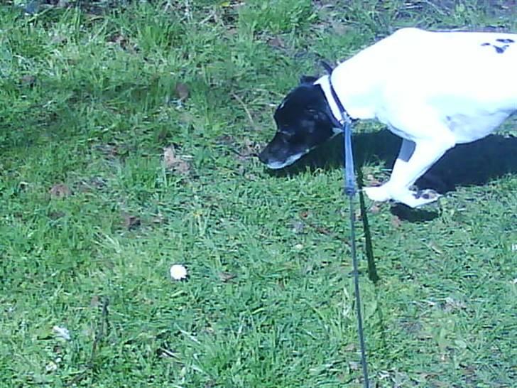 Dansk svensk gaardhund Kvik *R.I.P* min baby:´( billede 10