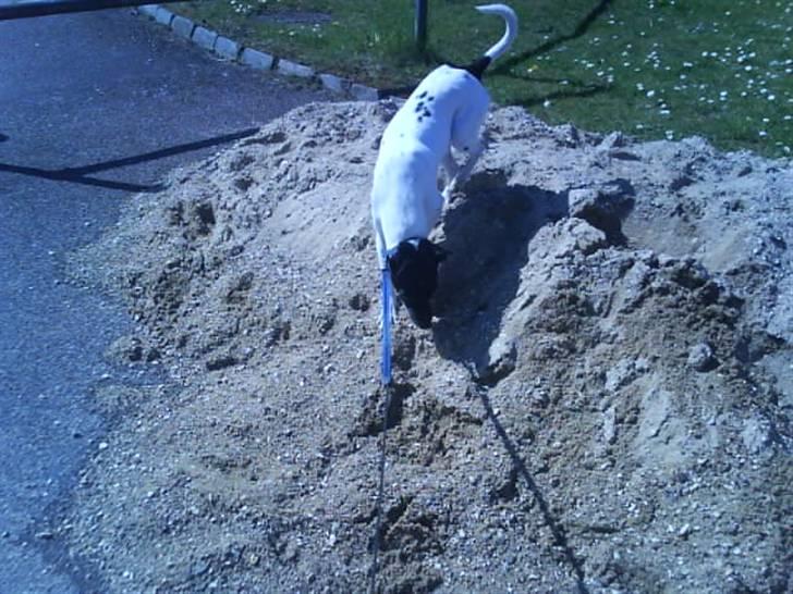 Dansk svensk gaardhund Kvik *R.I.P* min baby:´( billede 11