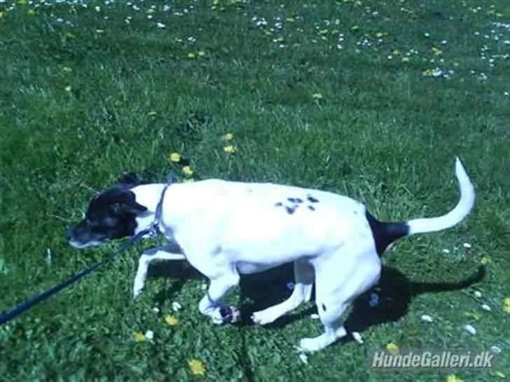 Dansk svensk gaardhund Kvik *R.I.P* min baby:´( billede 12