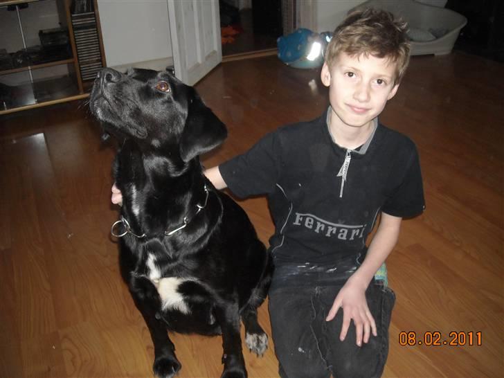 Blanding af racer Zisca - .. billede 1