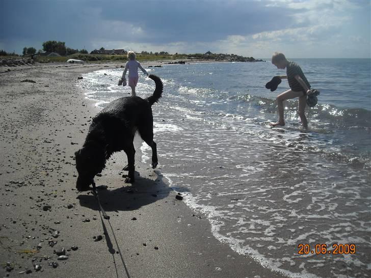 Blanding af racer Zisca - Der er så mange spændende lugte her... en muslingeskal af til er også guf... billede 4