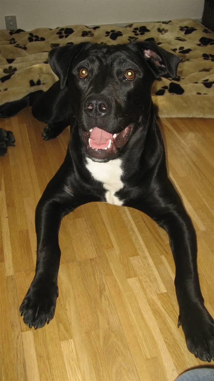 Blanding af racer Shiva R.I.P 11/6-08 - Hej, jeg er Shiva :) billede 1