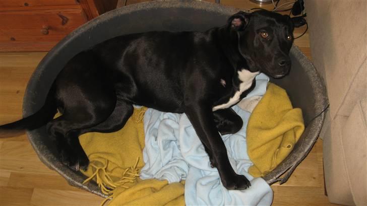 Blanding af racer Shiva R.I.P 11/6-08 - Her er jeg lige kommet til mit nye hjem, og putter i sengen billede 2