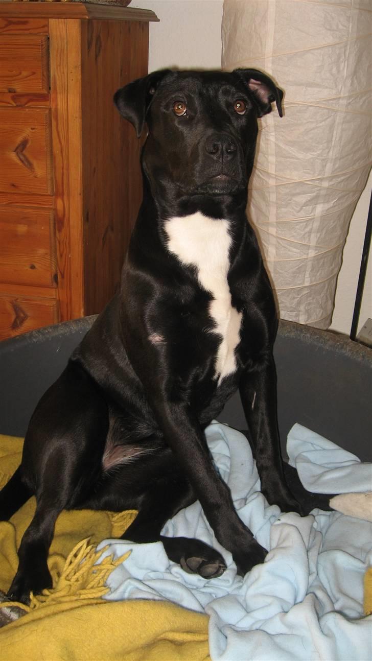 Blanding af racer Shiva R.I.P 11/6-08 - Ta så det billed Mor, jeg sidder så flot :) billede 3