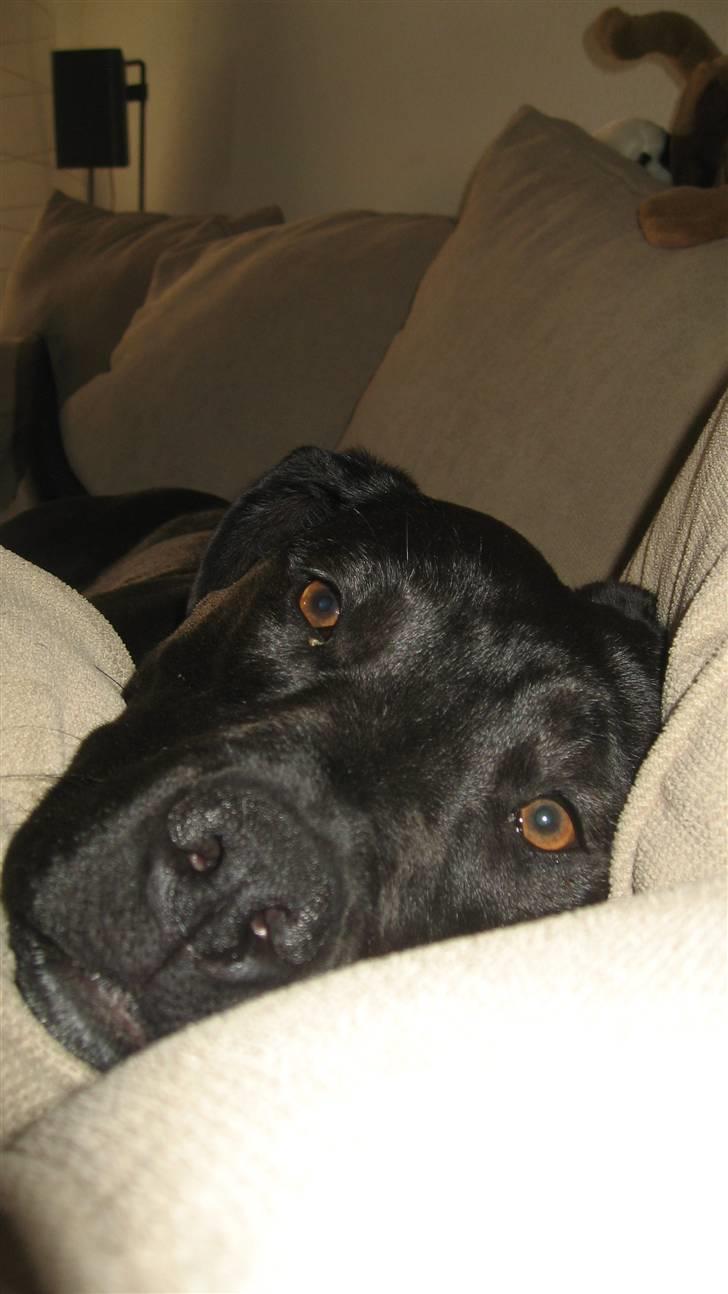 Blanding af racer Shiva R.I.P 11/6-08 - Jeg sooover altså :P billede 4