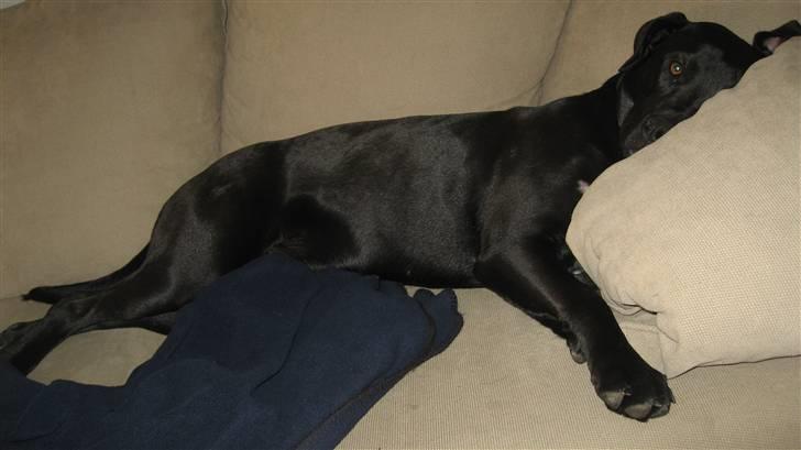 Blanding af racer Shiva R.I.P 11/6-08 - Jeg sover stadig :D billede 5