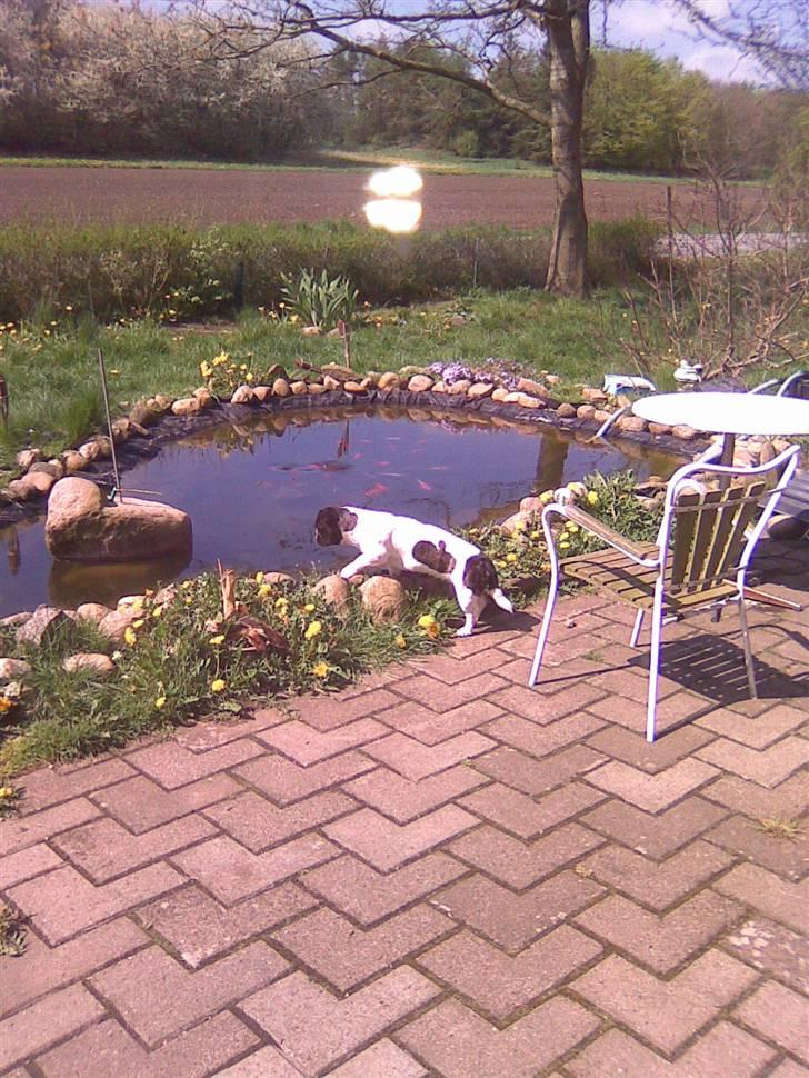 Blanding af racer Daisy - Der er noget i søen mor, det bevæger sig:) billede 6