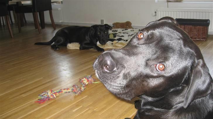 Blanding af racer Shiva R.I.P 11/6-08 - Cocio i forgrunden og Shiva i baggrunden billede 6