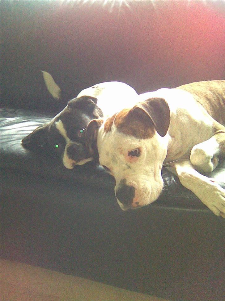 Blanding af racer Daisy - Mig og bette ligger lige og putter:) billede 7