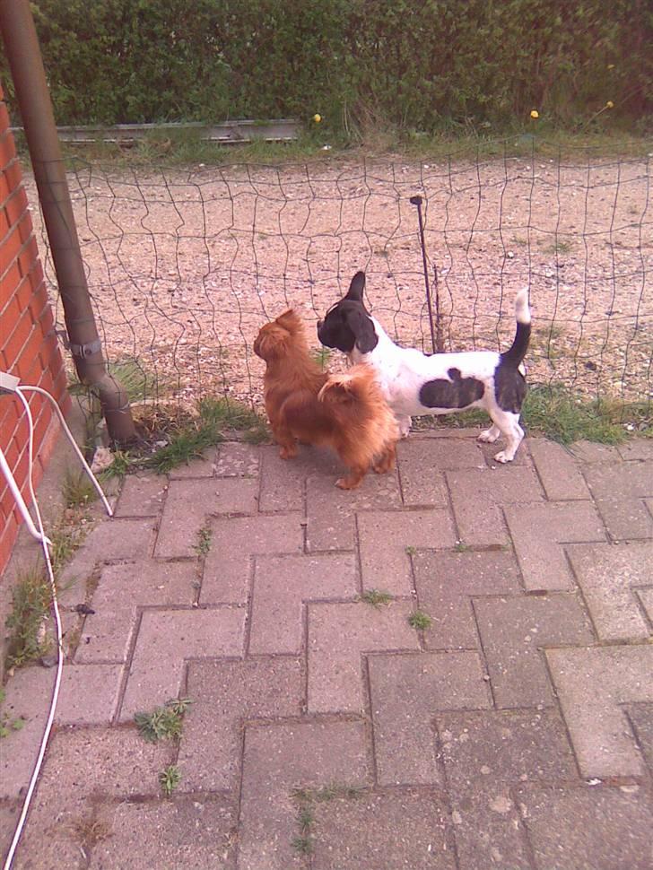 Blanding af racer Daisy - Der kommer sku nogen..... billede 8