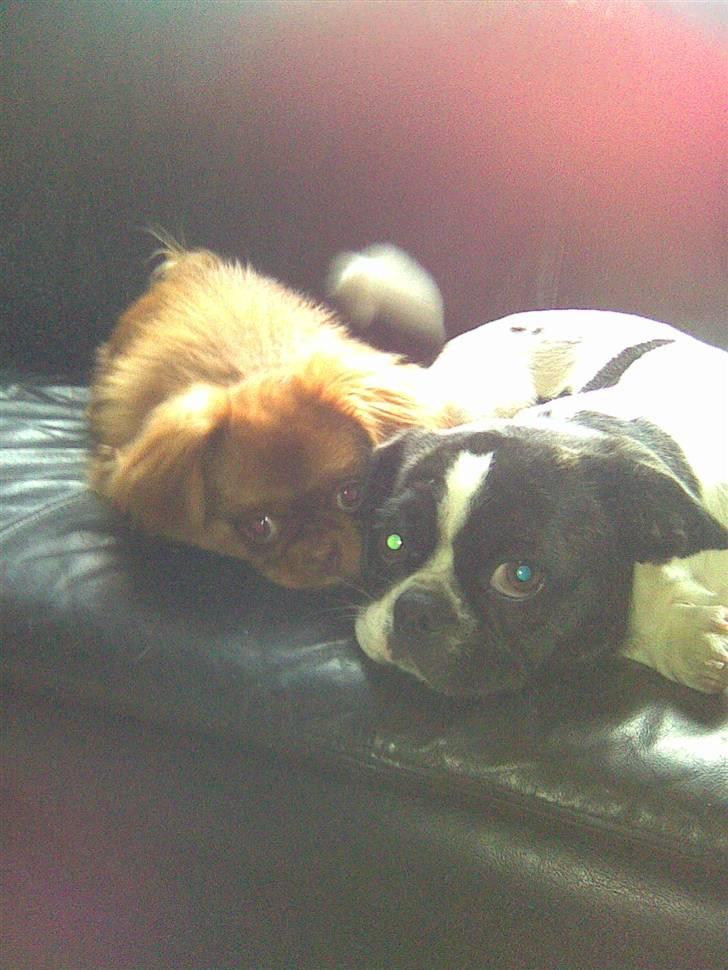 Blanding af racer Daisy - Jeg er bare den sødeste siger min mor:) billede 9