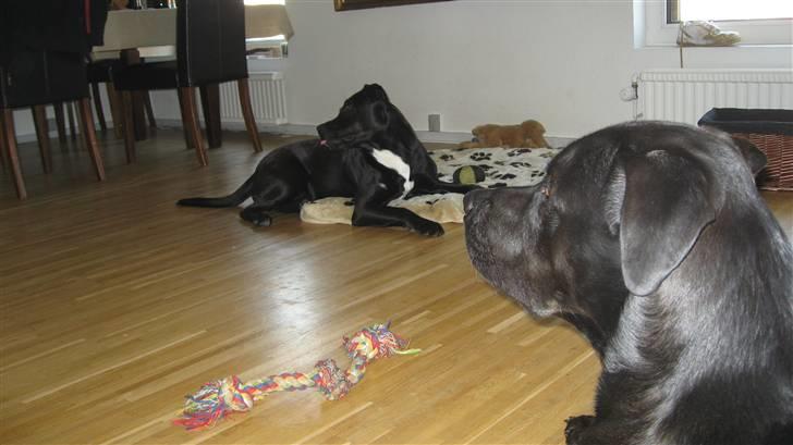 Blanding af racer Shiva R.I.P 11/6-08 - Cocio i forgrunden og Shiva i baggrunden  :) billede 7