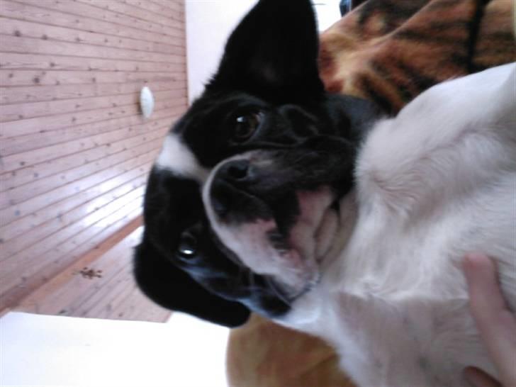 Blanding af racer Daisy - Jeg kan se sur ud!! billede 10