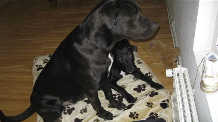 Blanding af racer Shiva R.I.P 11/6-08 - Cocio som sidder og kigger ud af vinduet og Shiva som ligger i kigger på mor :) billede 8