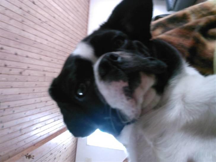 Blanding af racer Daisy - Jeg kan se rigtig sur ud!!! billede 11