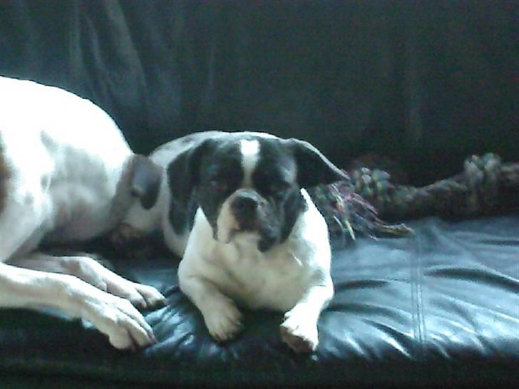 Blanding af racer Daisy - Hold op mor - jeg er lige vågnet!! billede 12