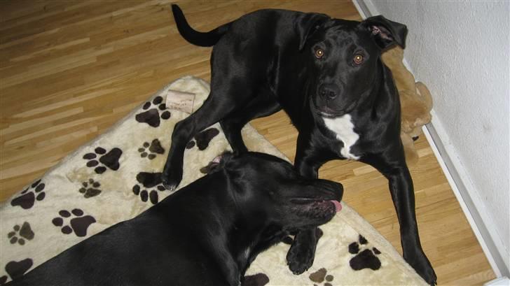 Blanding af racer Shiva R.I.P 11/6-08 - Så har Cocio endelig overgivet sig, tænker Shiva :P billede 9