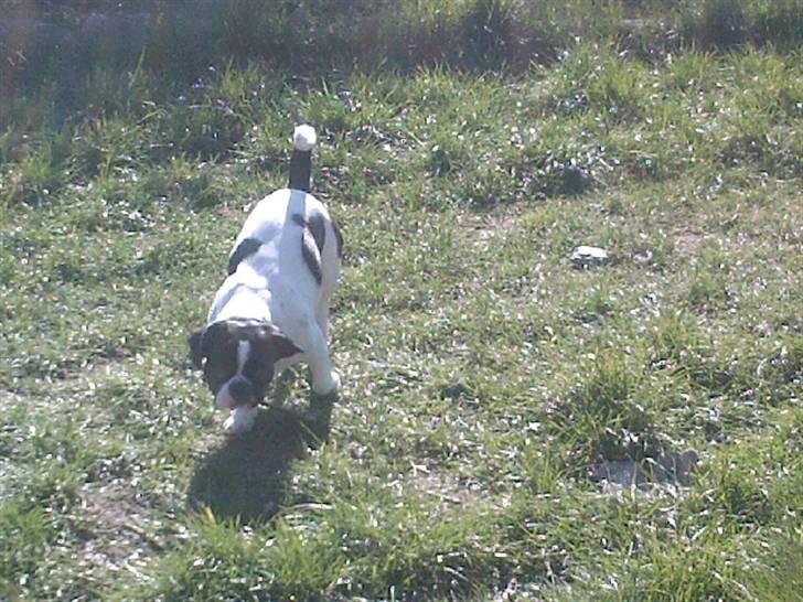 Blanding af racer Daisy - Jeg elsker at rende rundt i haven og grave huller:) billede 13