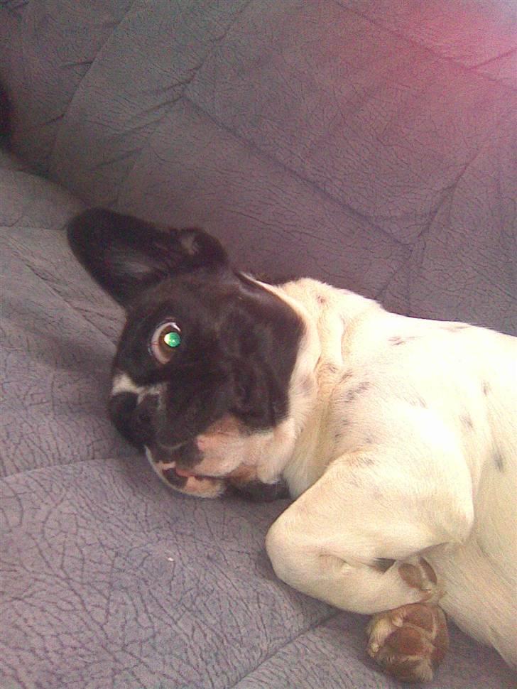 Blanding af racer Daisy - Kigger du på mig?? billede 14