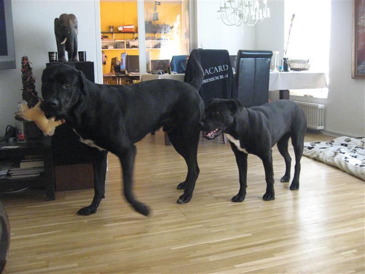 Blanding af racer Shiva R.I.P 11/6-08 - Cocio og Shiva <3 billede 10