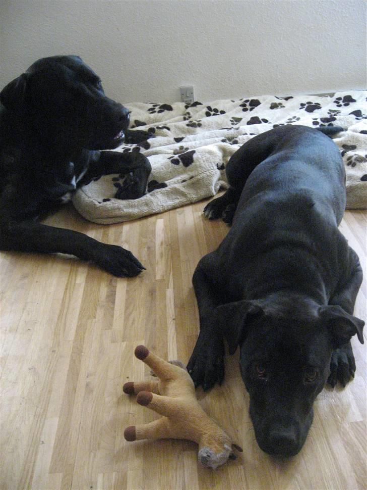 Blanding af racer Shiva R.I.P 11/6-08 - Til højre, min prins Cocio og til venstre, Shiva min prinsesse <3 billede 11