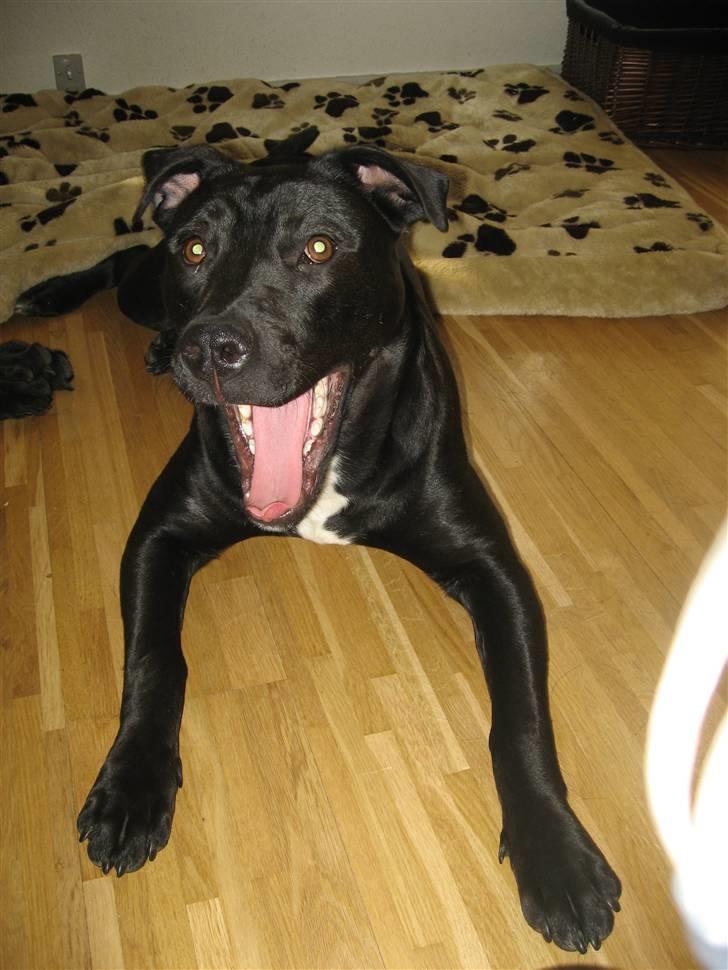 Blanding af racer Shiva R.I.P 11/6-08 - Jeg gaber altså liige. billede 12